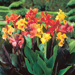 mixed color Canna blooms
