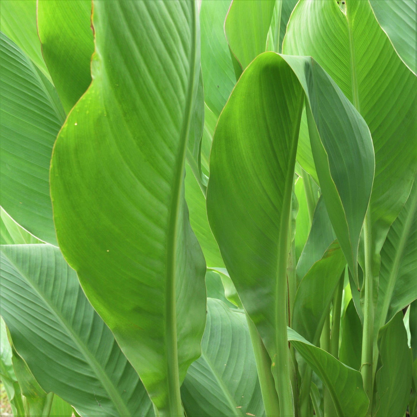 green canna foliage