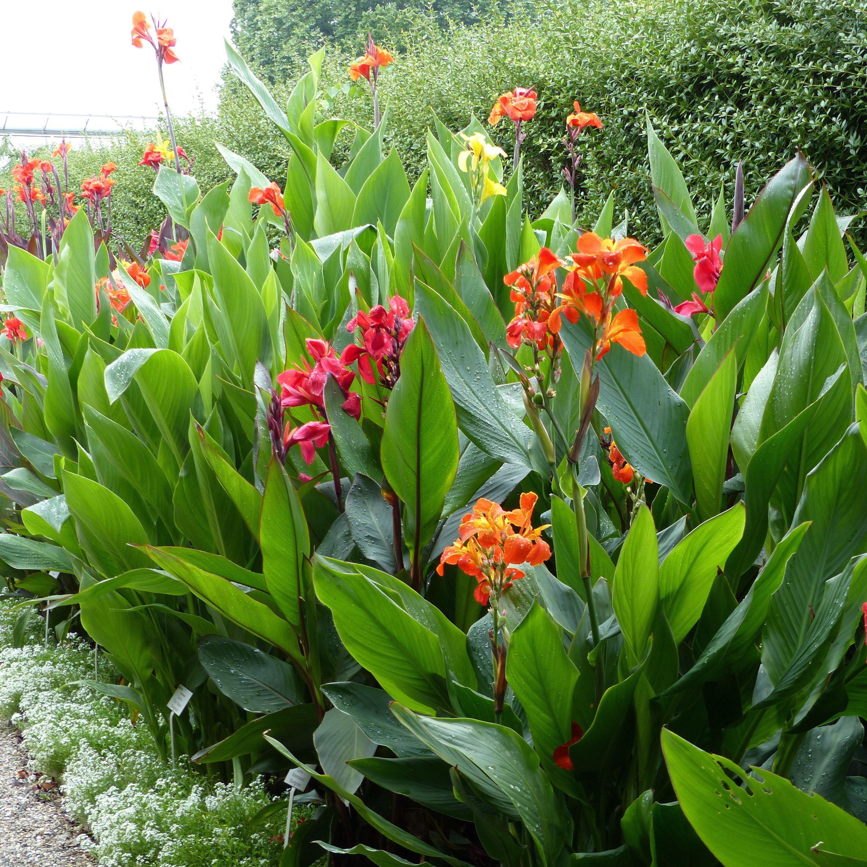 Perennial Cannas On Sale