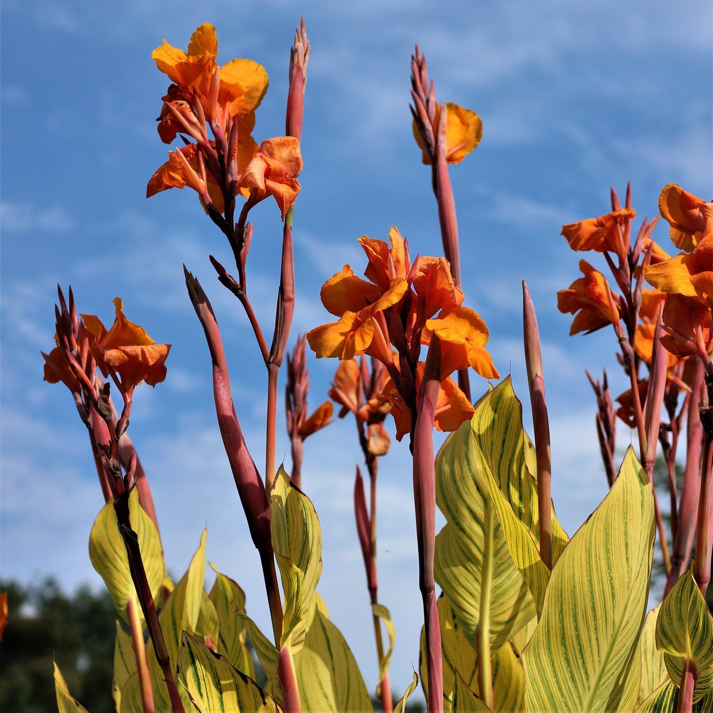 Canna - Pretoria Bengal Tiger