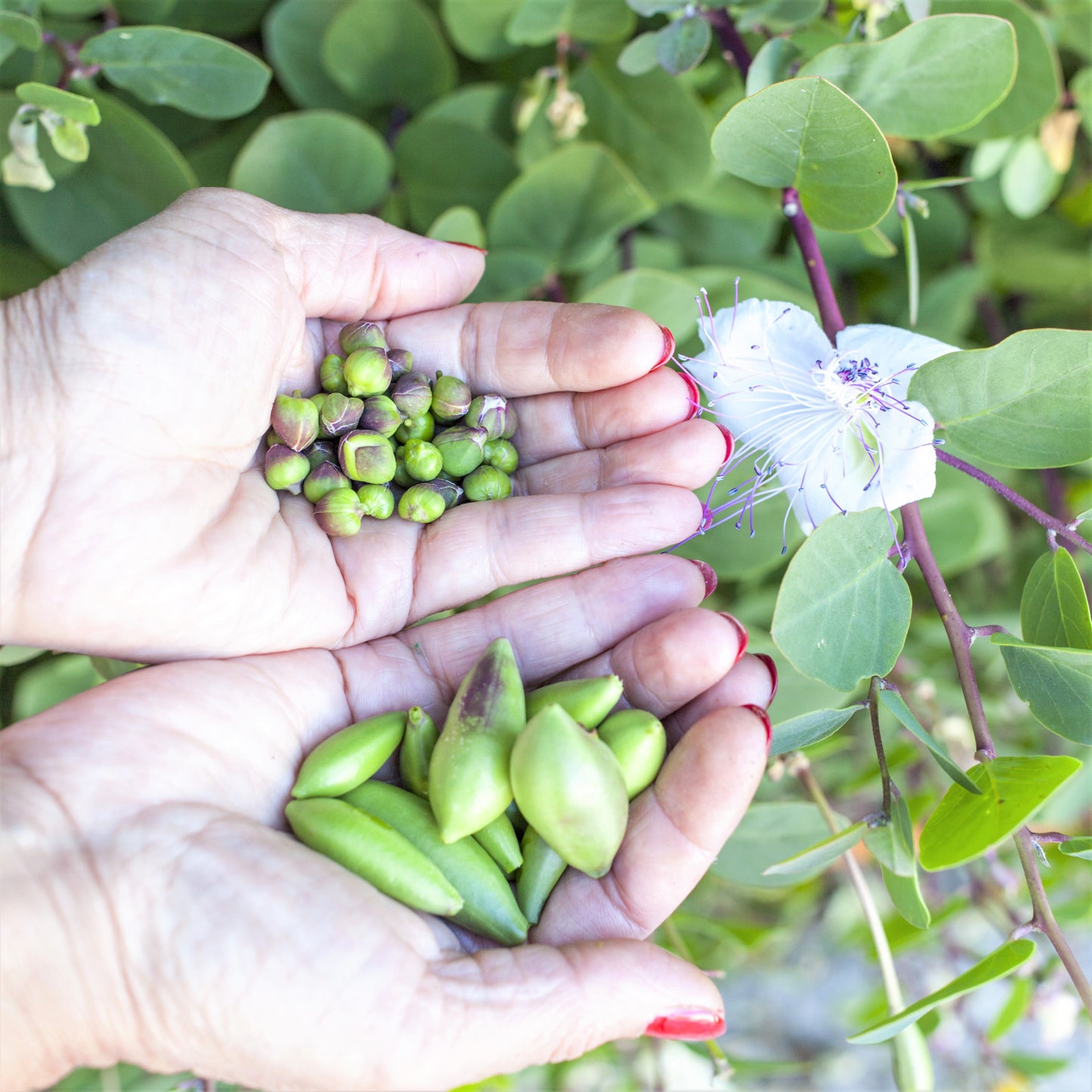 Homegrown capers