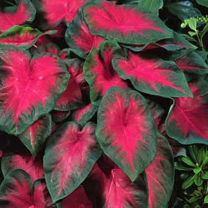 Caladium Cardinal is a standout shade of red, with arrow-shaped, gently wavy leaves and strong contrasting border of saturated green