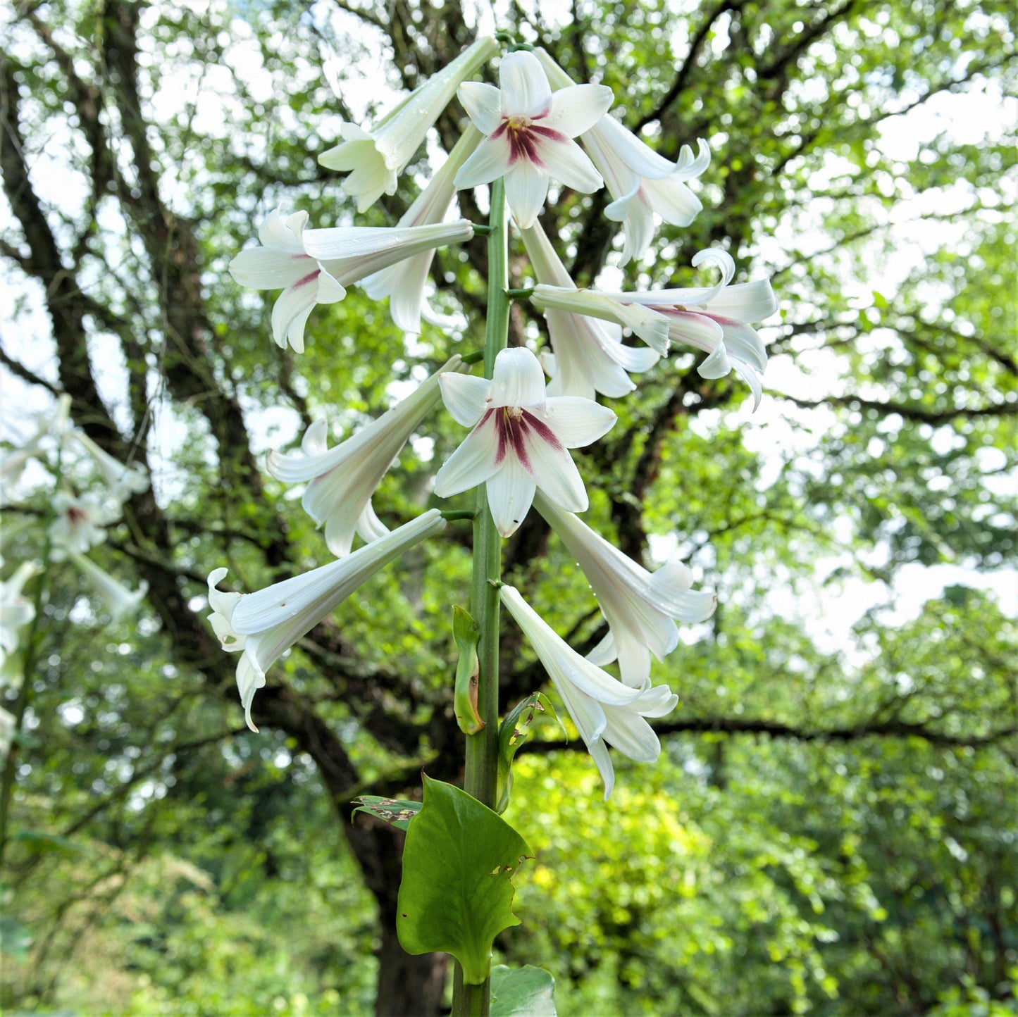 Giant Himalayan Lily