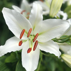 Stunning White "Casa Blanca" Lily