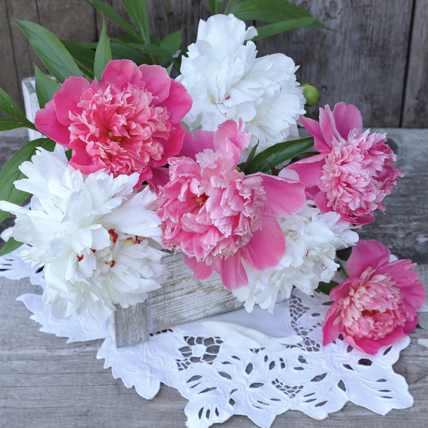 mixed white and pink peony blooms