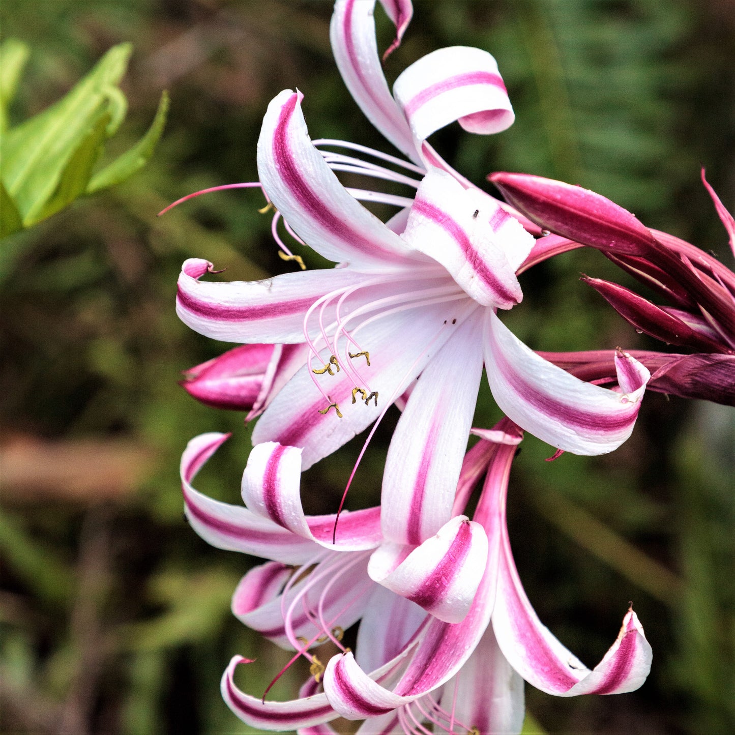 Crinum - Cintho