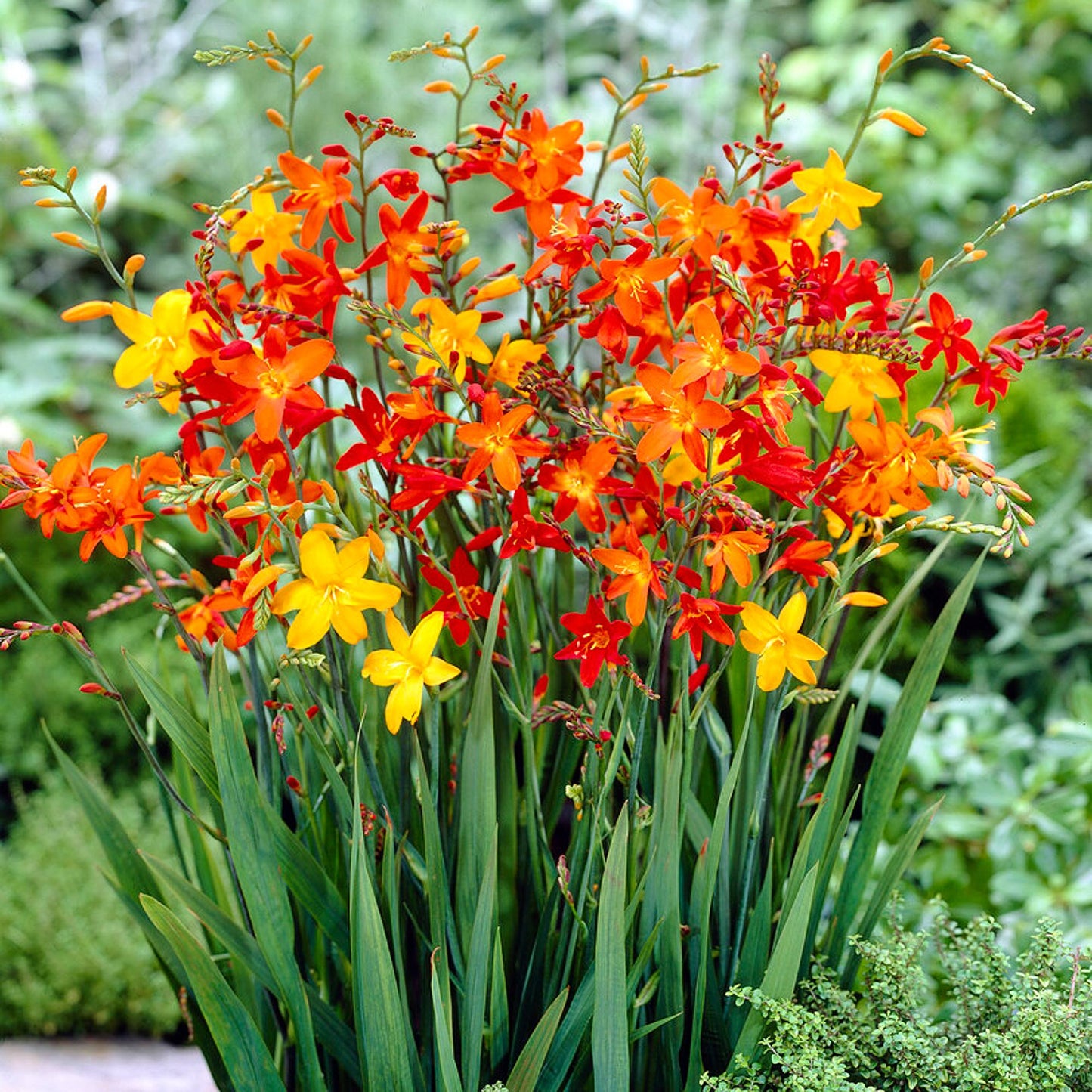 Red, Orange and Yellow Crocosmia blooms