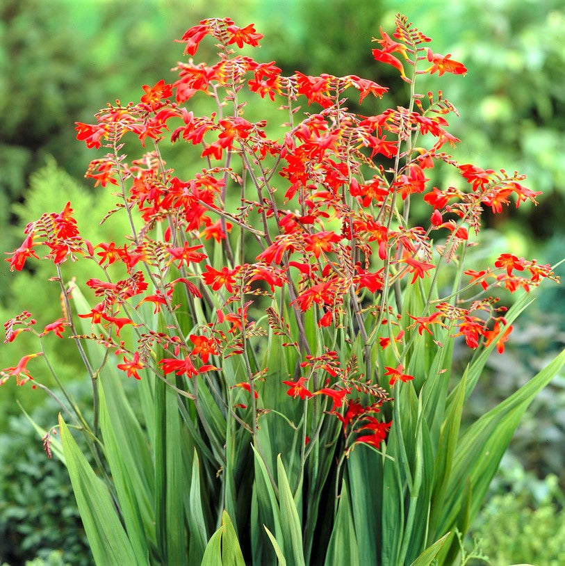 These bold Crocosmia flower stalks branch freely for more blooms & more color
