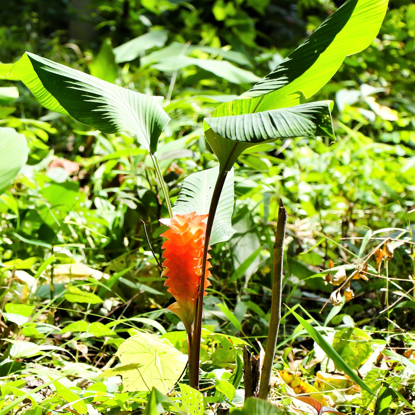 Ginger - Curcuma Roscoeana