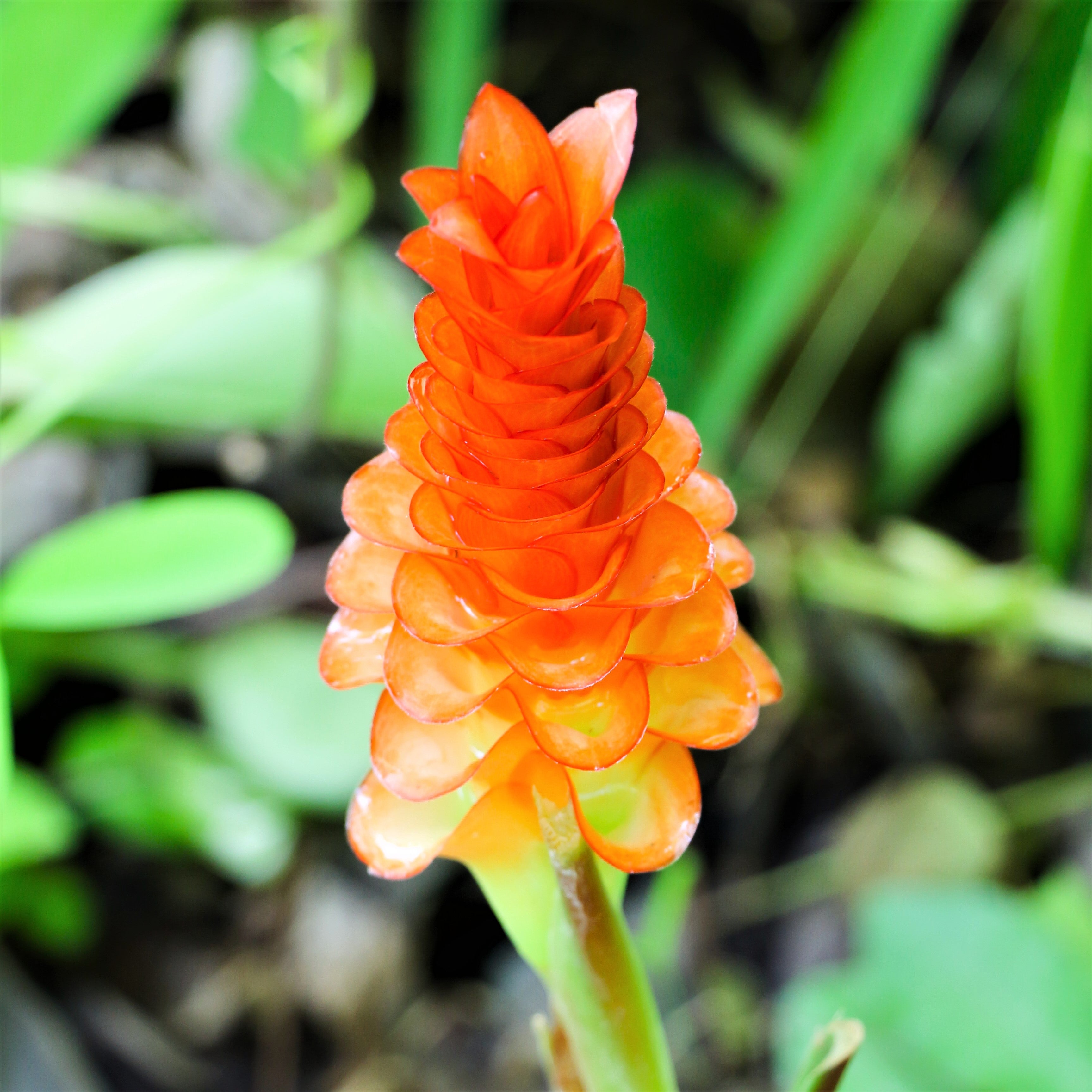 curcuma ginger plant indoors Curcuma Roscoeana