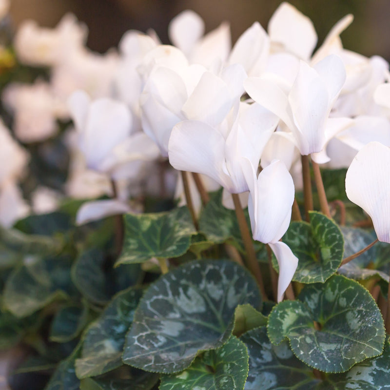 white blooms of cyclamen album atop mottled silver-green foliage