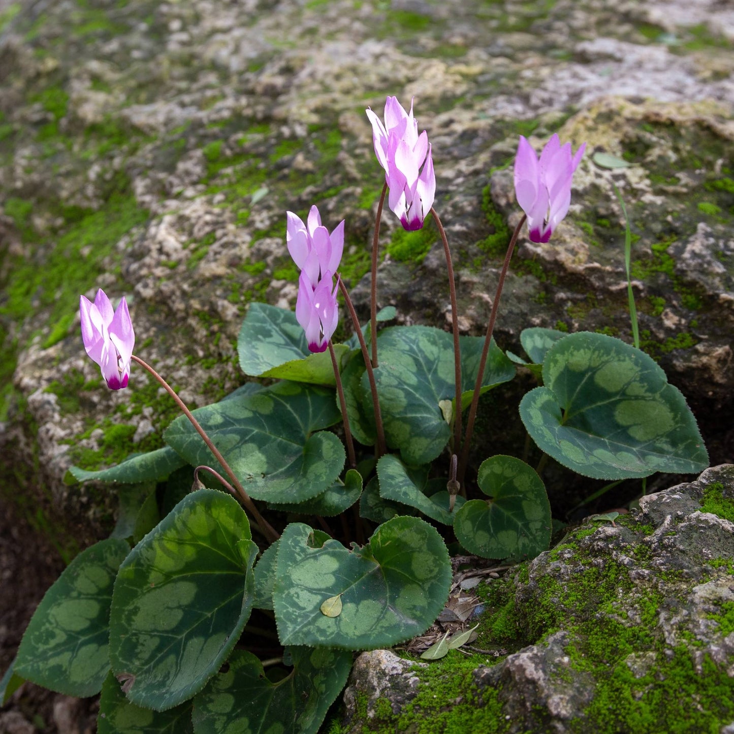 light purple blooms of Cyclamen persicum