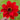 Scarlet red bloom of dark leaf Dahlia Bishop of Llandaff