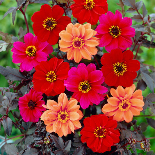 Dark Leaf Dahlia Collection with Red, Pink and Peach