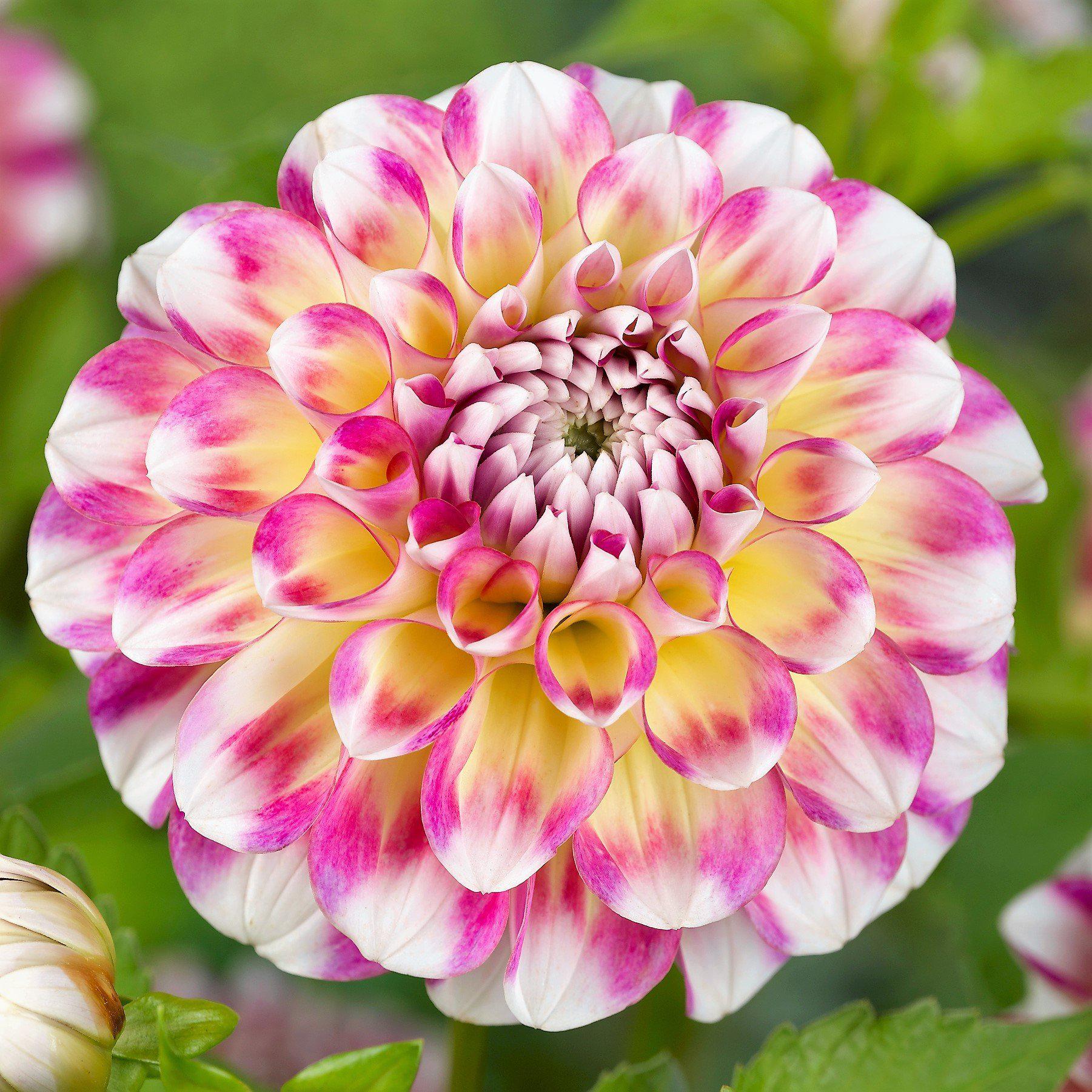 dahlia seeds or bulbs Dahlia