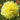 Kelvin Floodlight Dahlia Bloom