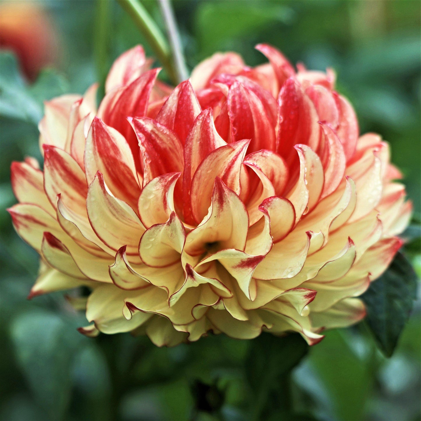 Golden & Magenta Dahlia Lady Darlene Bloom