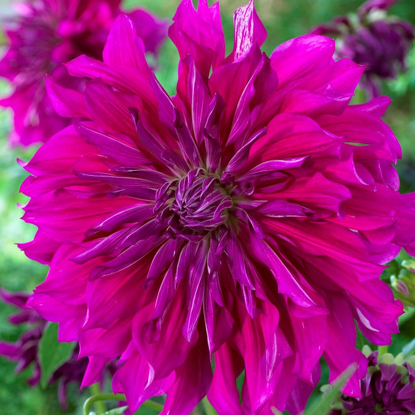 bright purple dahlia bloom