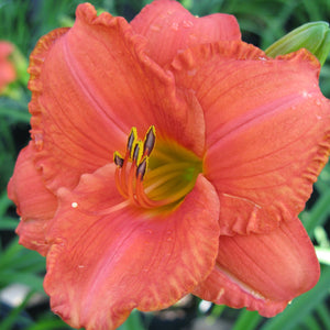 Daylily South Seas - Coral Pink Blossoms