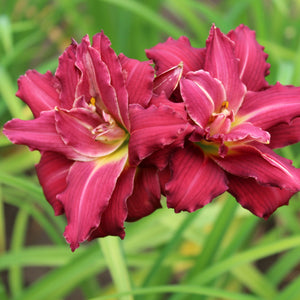 A Plethora of Garnet Colored Tepals on the Double "Pardon Me" Daylily