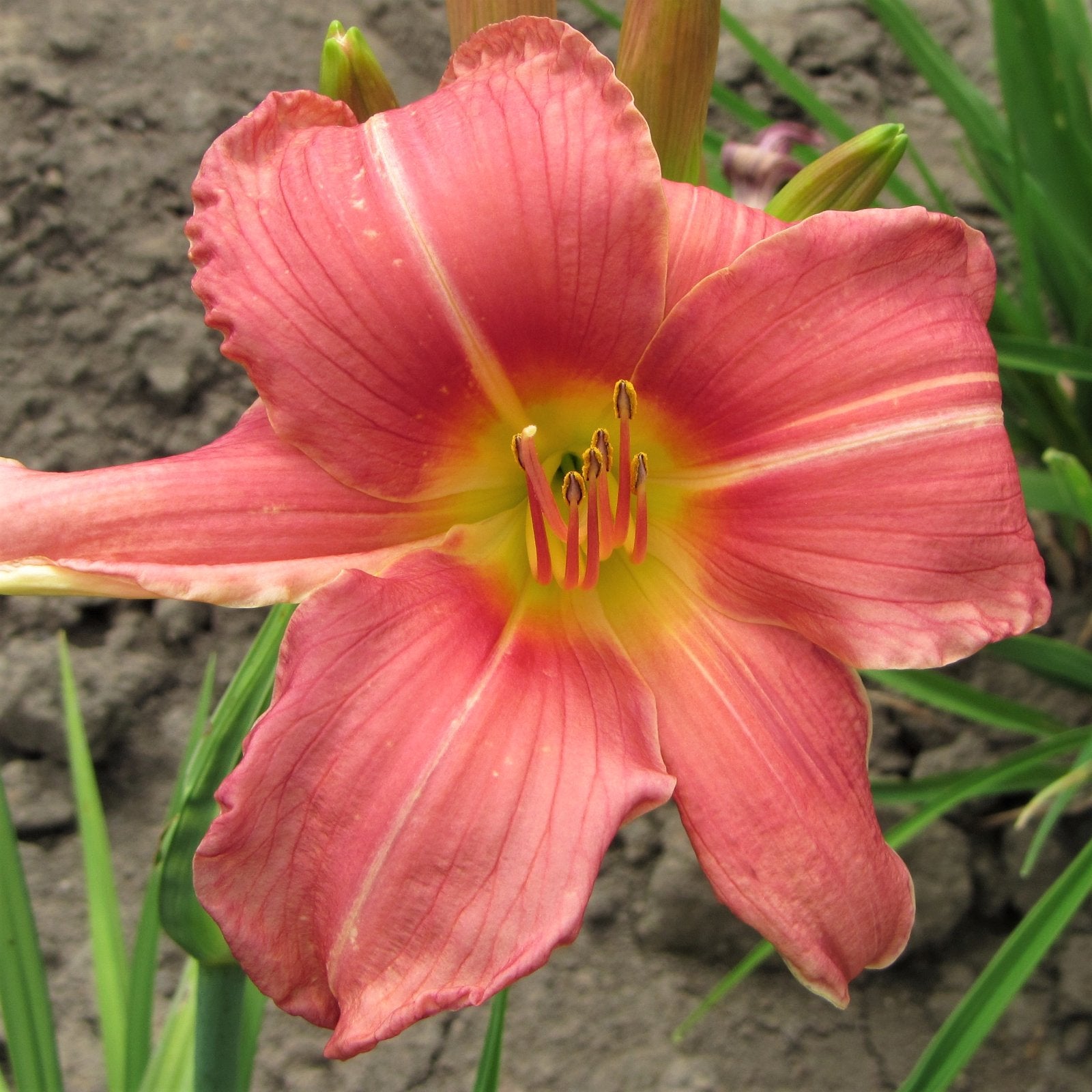 dress pink daylily Hemerocallis Dress Pink