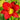 red daylily flower
