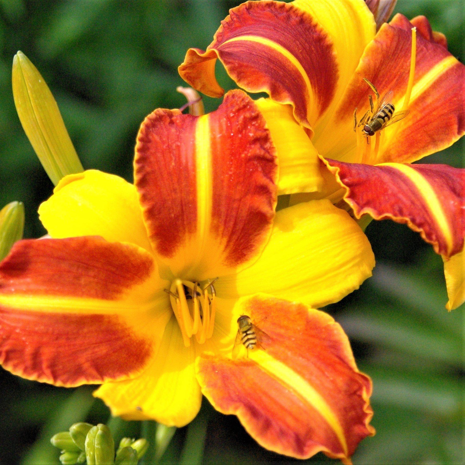 A Showy Duo of Yellow and Bronze Frans Hals Daylilies