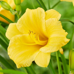 Stella d'oro daylily for sale