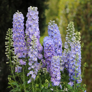 Tall, Blooming Delphinium Spikes