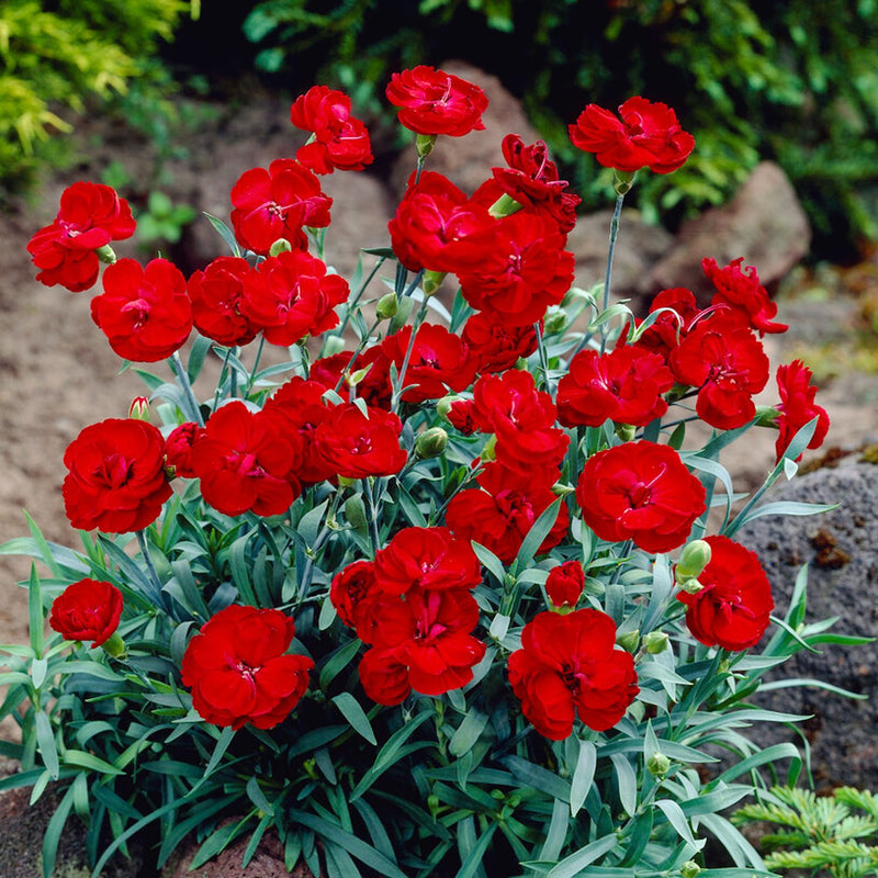 Cherry Red Dianthus Carnation blooms