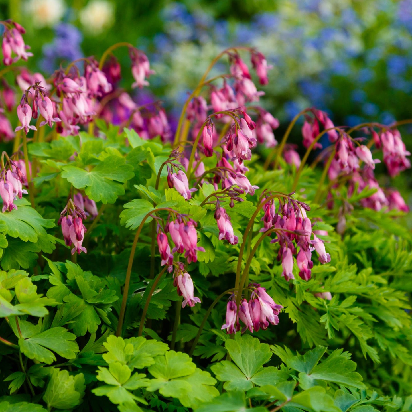 Dicentra - Bleeding Hearts Formosa