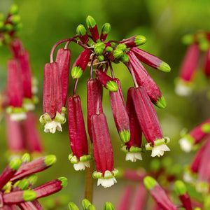 Dichelostemma Ida-Maia (Firecracker Flower)