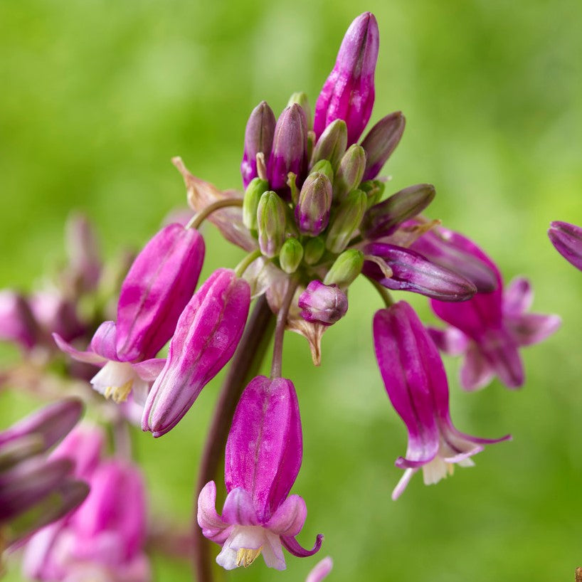 Dichelostemma Pink Diamond (Firecracker Flower)