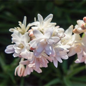 pink tuberose flowers