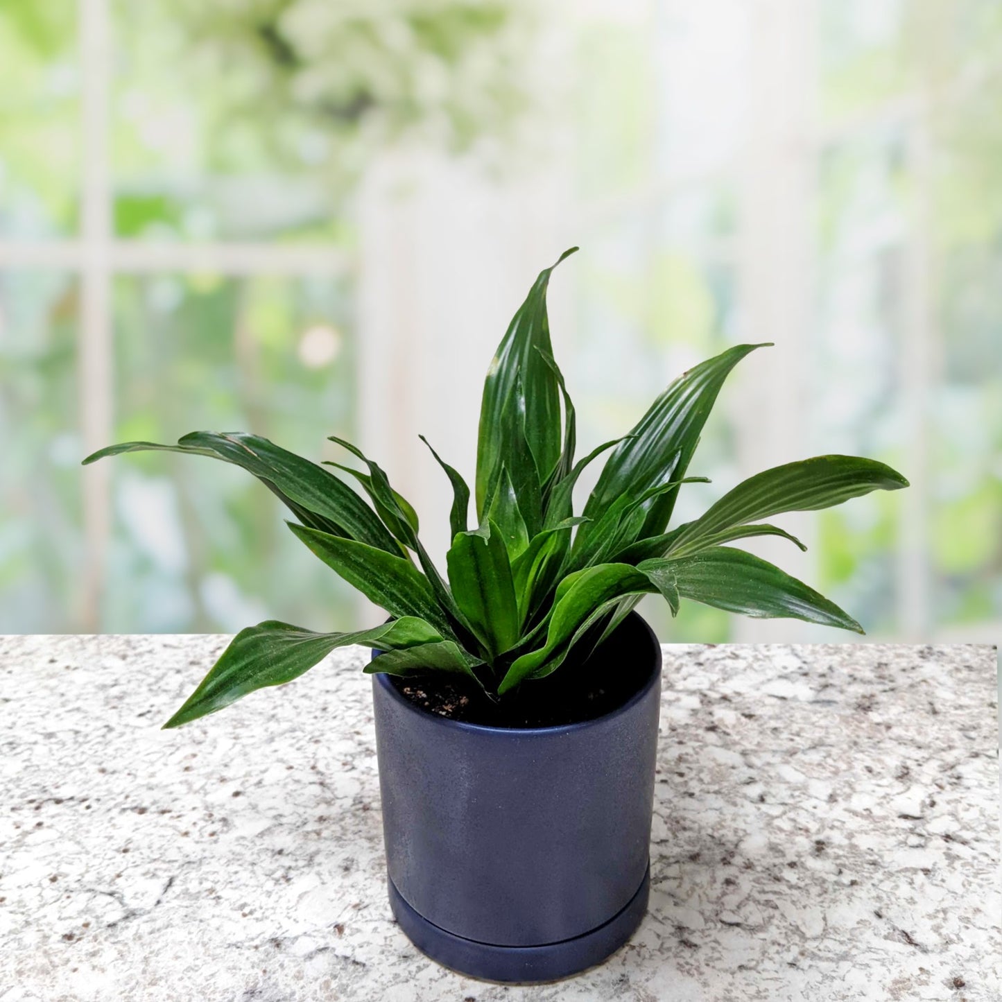 Dracaena - Janet Craig Compacta Houseplant