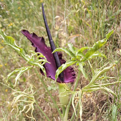 Drancunculus Vulgaris Voodoo Lily