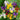 Colorful Dutch Iris Spring Sparkle Mix