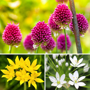 White, Pink, & Yellow Allium Garden Sprinkles Collection