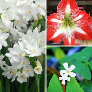 A Collage of Paperwhite, Amaryllis, and Oxalis
