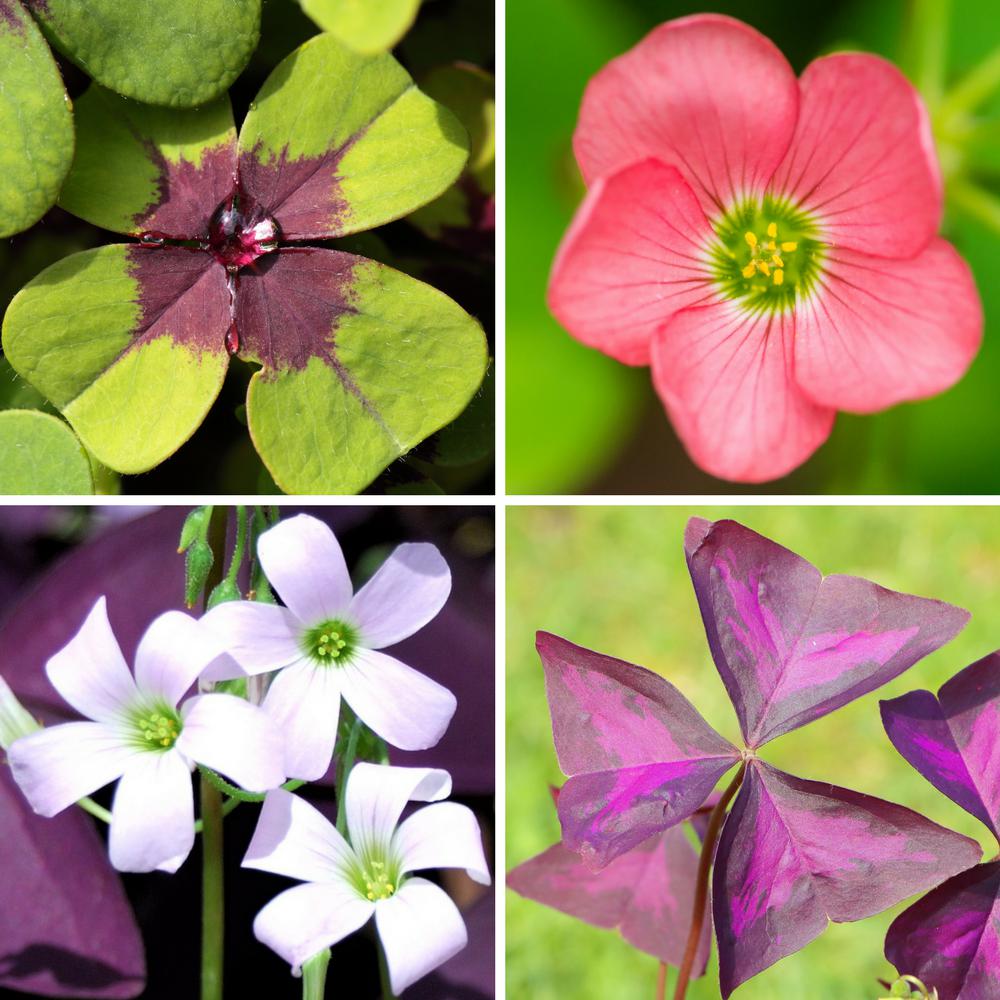 oxalis succulent Oxalis