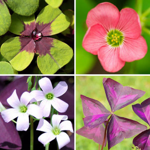 All 4 Flowers of the Oxalis Double Luck Collection