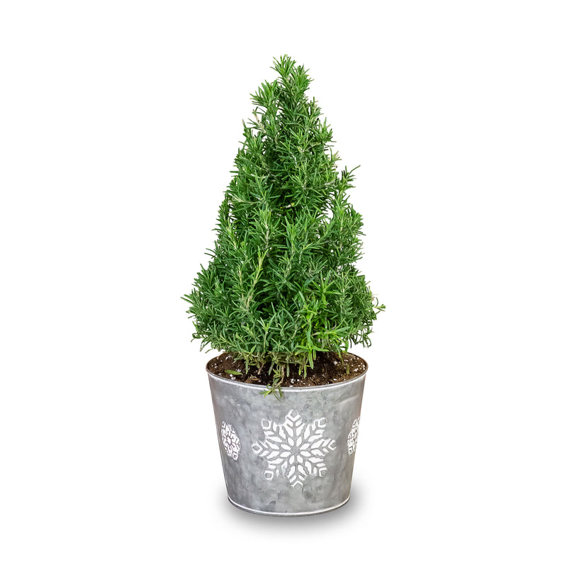 Small Rosemary Tree in A Tin with Snowflake Prints