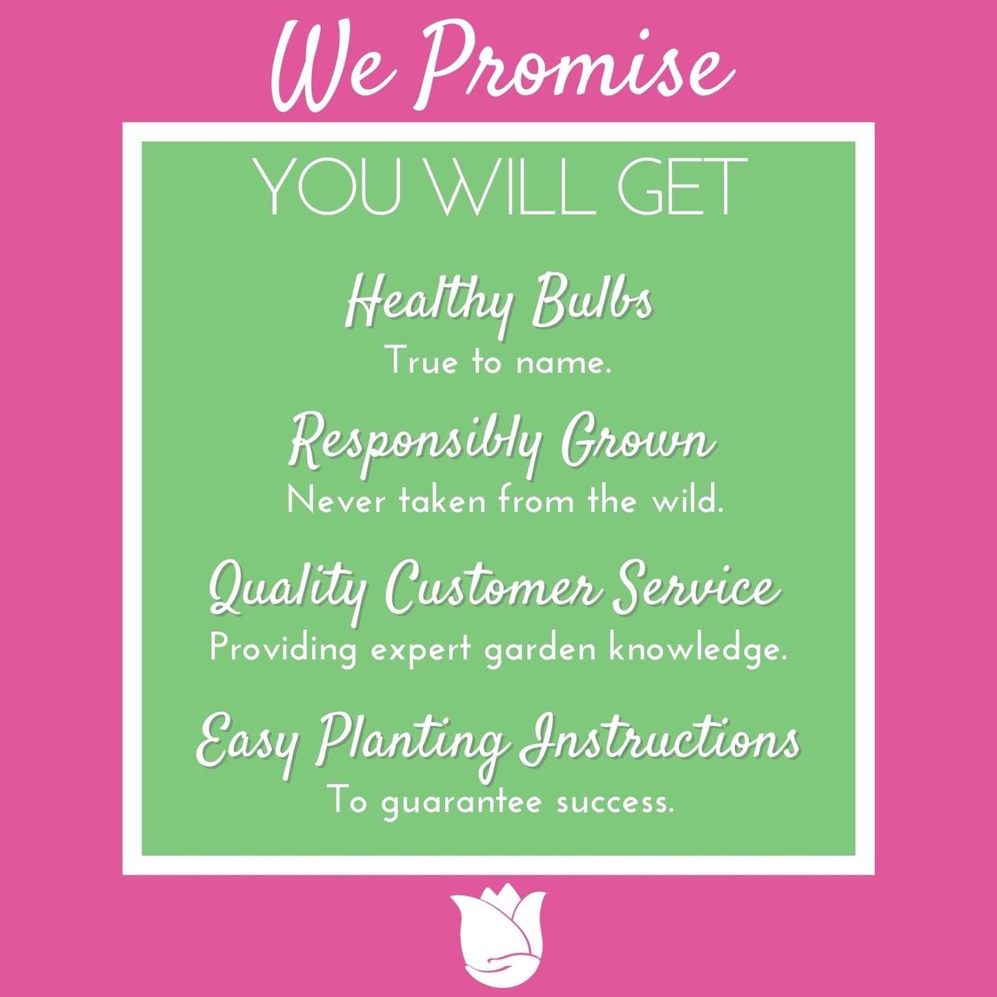 Adventure Pack 250+ Bulbs