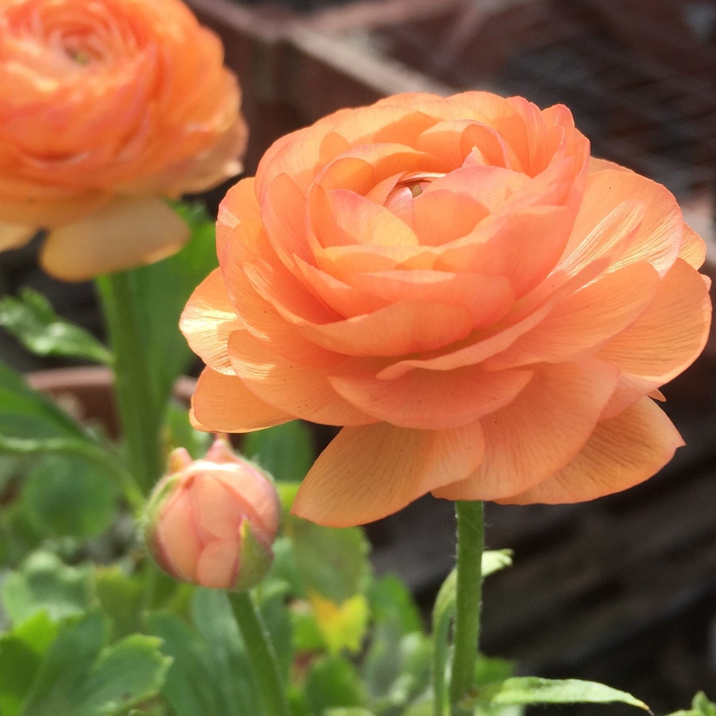 Italian Ranunculus - Elegance Salmon