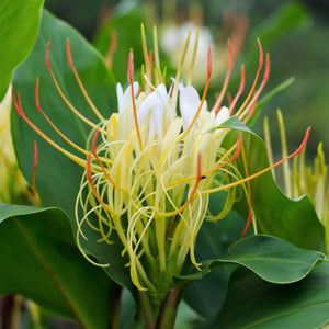 The "Ellipticum" Ginger has clusters of slender white flowers accented by fiery red anthers