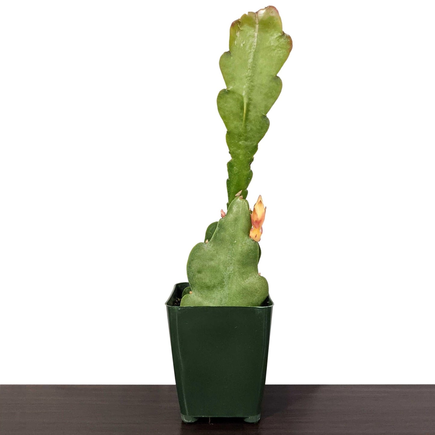 Epiphyllum Orchid Cactus - Shipped as Shown in Grower's Pot