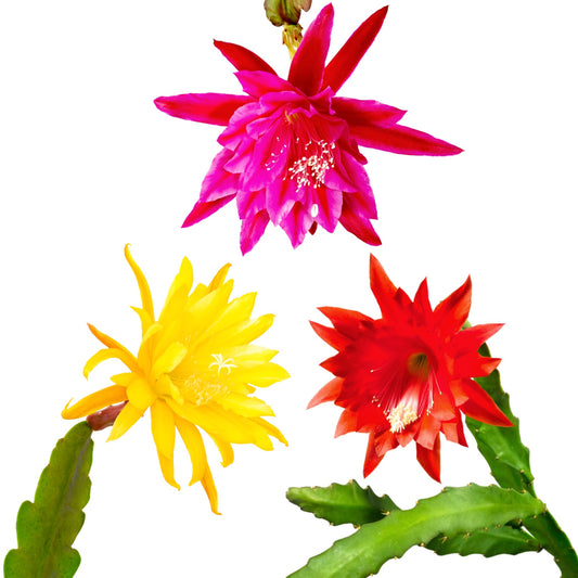 Epiphyllum Orchid Cactus - mixed colors