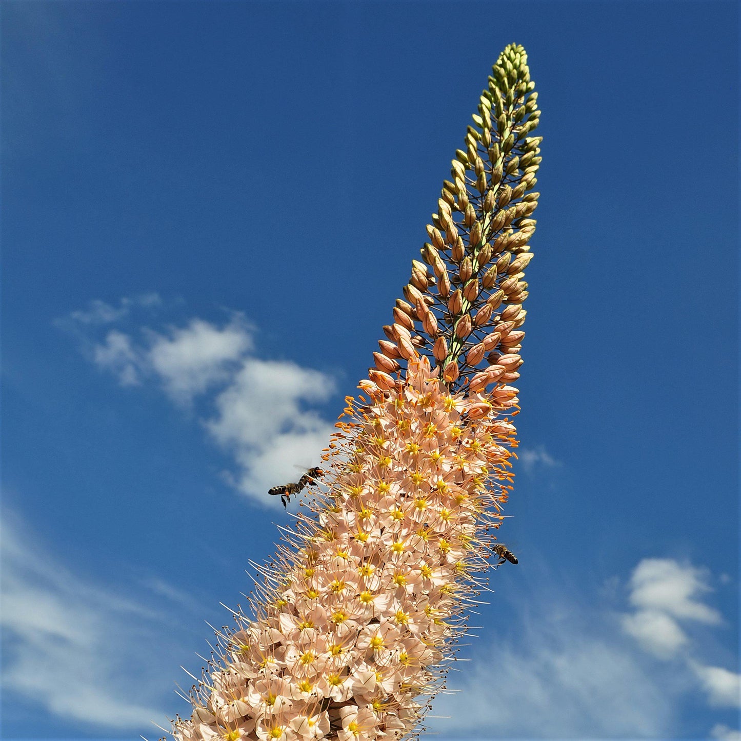 Blooming Orange Eremurus