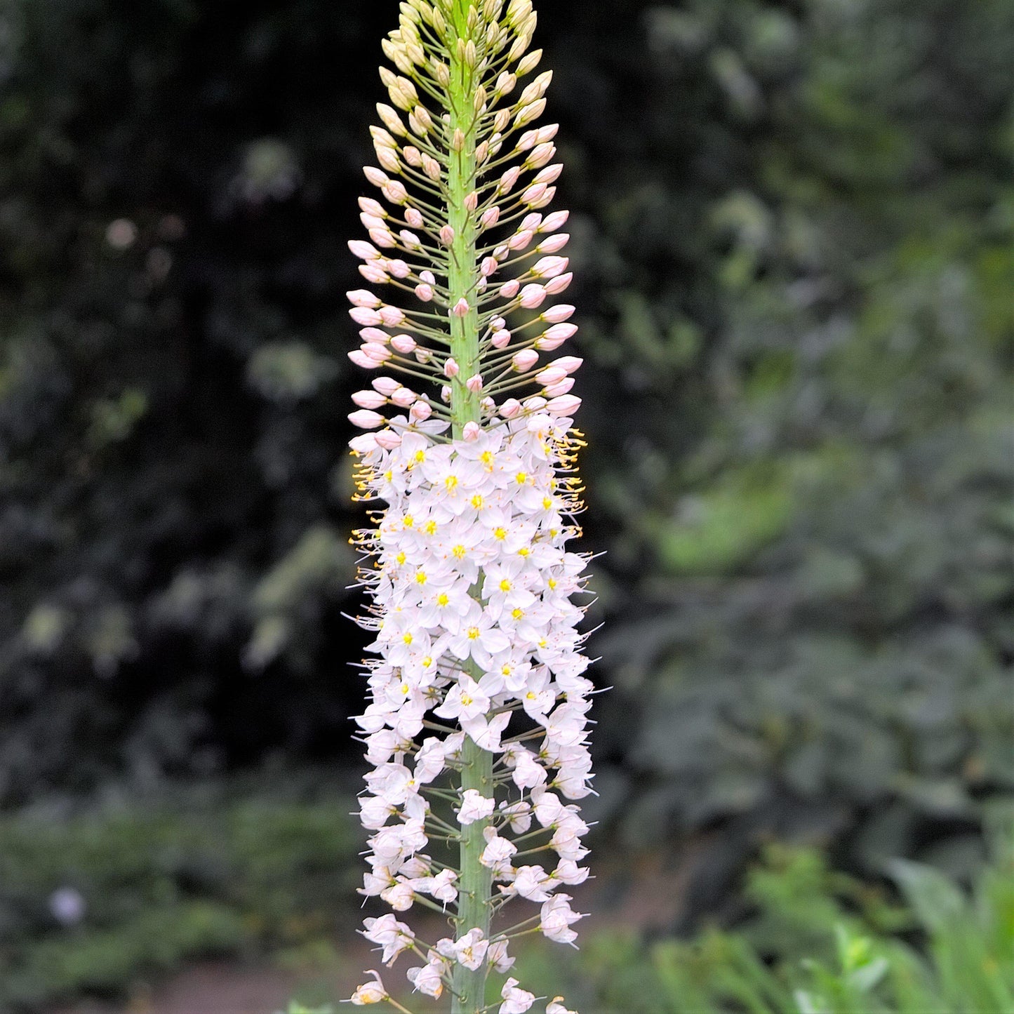 Blooming Light Pink to White Eremurus