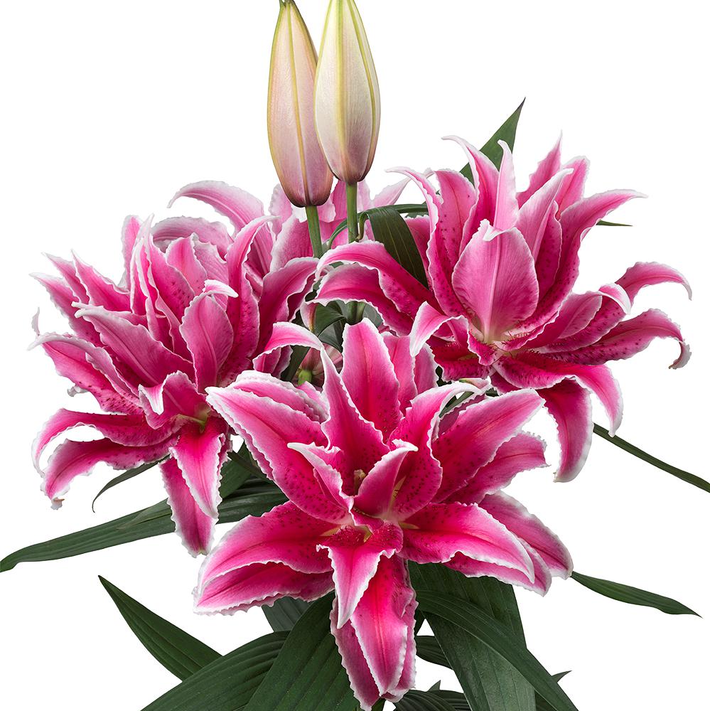 hot pink lily flower Lilium